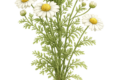 La Camomilla (Matricaria chamomilla)