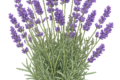 La Lavanda (Lavandula angustifolia)